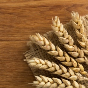 Wheat Grains Gluten