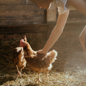 Shift_Organic, Free-Range, Caged, Barn Laid, Bred Free-Range… What Does It All Mean?