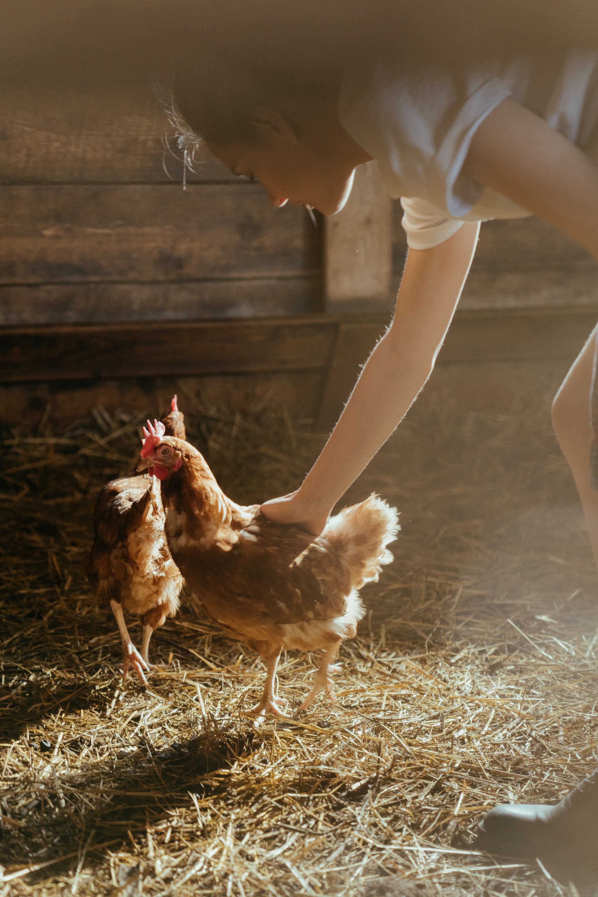 Shift_Organic, Free-Range, Caged, Barn Laid, Bred Free-Range… What Does It All Mean?