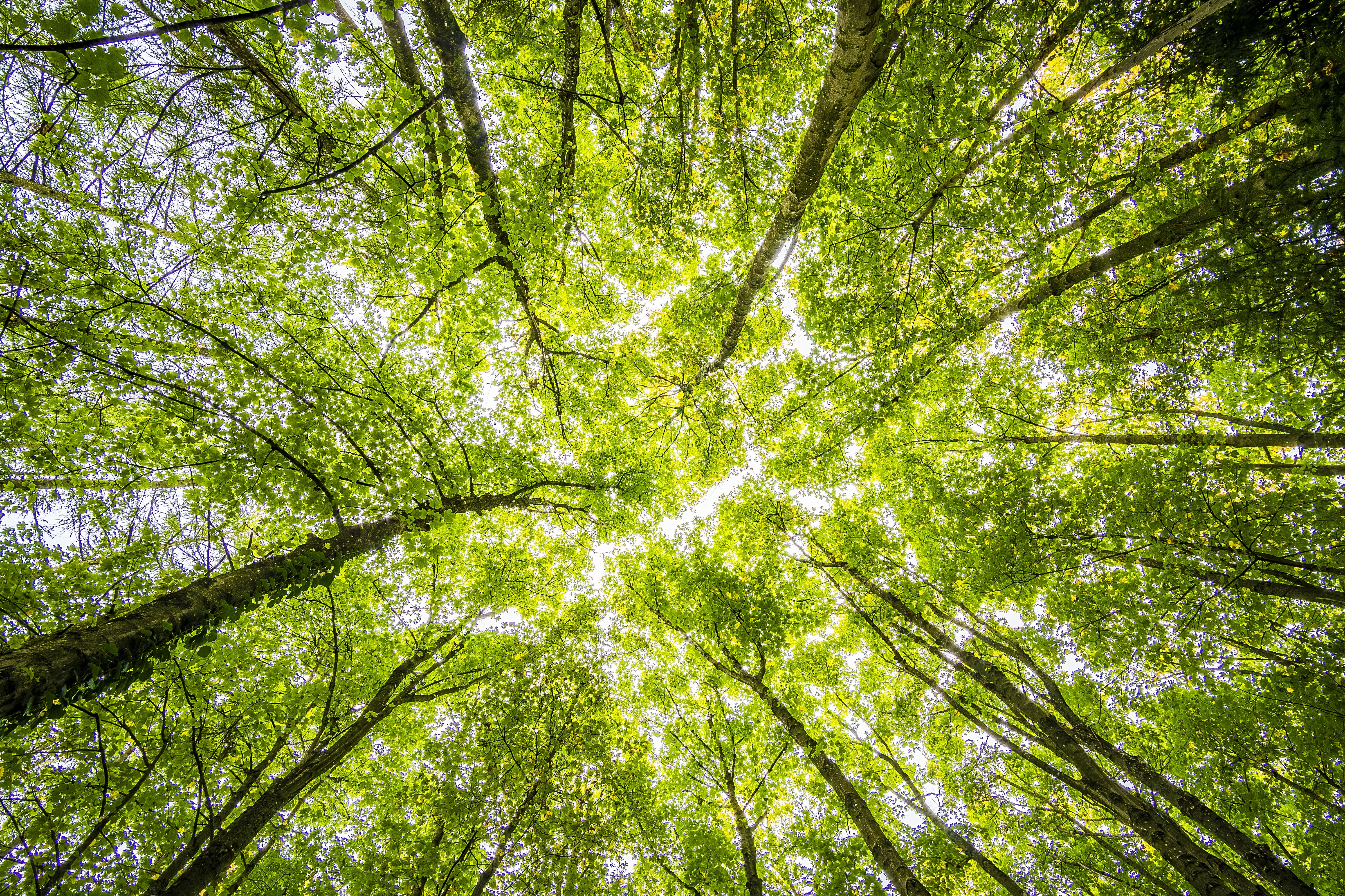 How A Walk in the Forest can Help Cure What Ails You