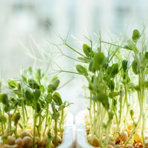 Shift_How to Grow Your Own Sprouts